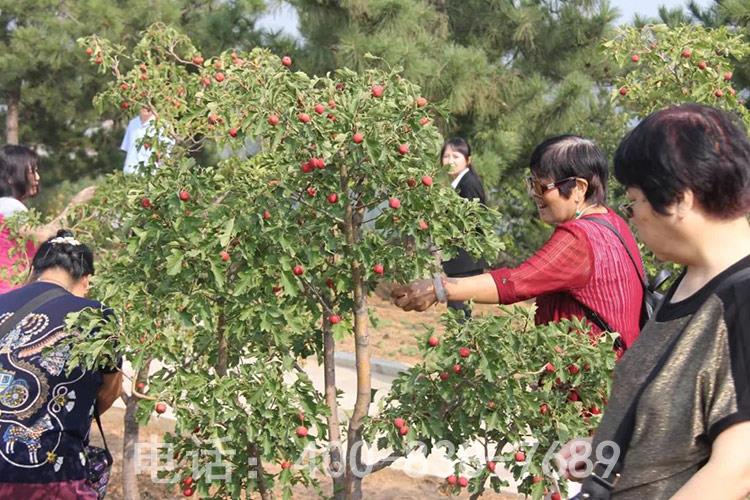 重阳节采摘活动现场